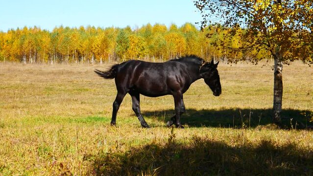 A very beautiful horse approaches an autumn tree and eats the grass
