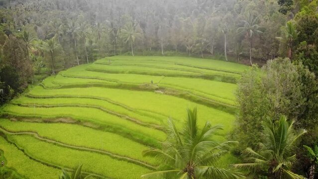 Aerial HD drone footage of amazing green rice terraces in the middle of the Balinese jungle, Bali, Indonesia.
Traveling + tilt movements, low angle.
