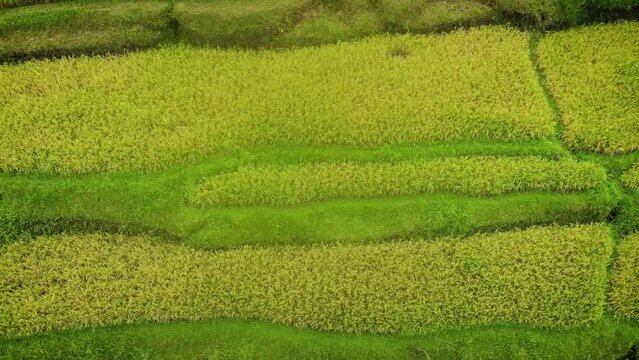 Aerial HD drone footage of amazing green rice terraces in the middle of the Balinese jungle, Bali, Indonesia.
Traveling movement, zenithal angle.