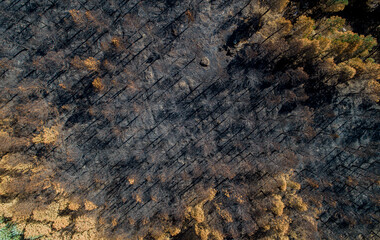 drone aerial view of a forest burnt by forest fire