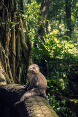 Małpa siedząca na rzeźbie w Małpim Gaju - obrazy, fototapety, plakaty