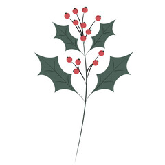 Green branch of holly on white background. Plant Christmas symbol