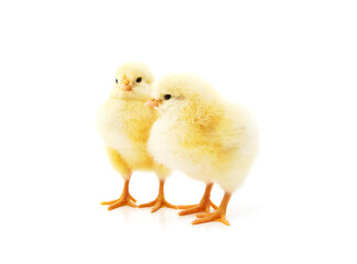 Two yellow small chickens.