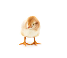 Obraz premium Small yellow chicken.