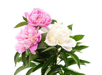 Three beautiful peonies.