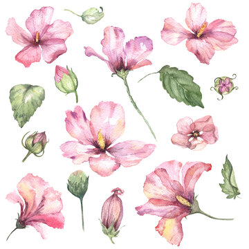 Hawaiian tropical hibiscus flowers with leaves hand drawn in watercolour loos style. Isolated set of pink and purple petals transparent flowers on white. Logo stationery design element. 