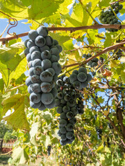 bunches of ripe grapes hanging
