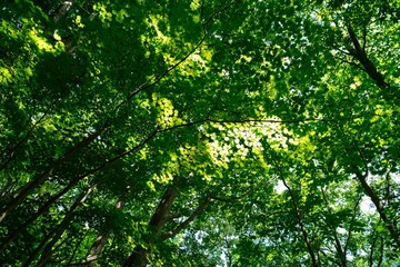 Fototapeta na wymiar 森の木々