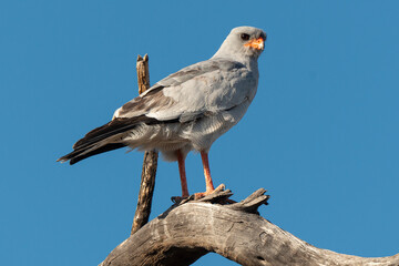 Autour chanteur, .Melierax canorus, Pale Chanting Goshawk