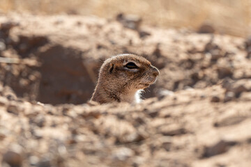 Ecureuil de terre du Cap, Xerus inauris, Désert du Kalahari, Afrique du Sud