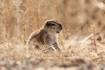 Ecureuil de terre du Cap, Xerus inauris, Désert du Kalahari, Afrique du Sud