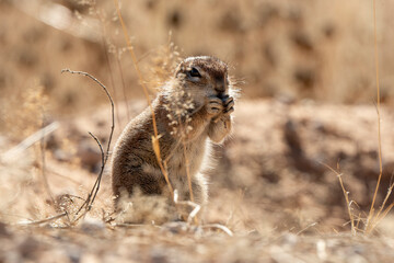 Obraz premium Ecureuil de terre du Cap, Xerus inauris, Désert du Kalahari, Afrique du Sud