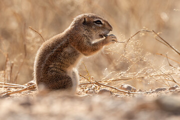 Ecureuil de terre du Cap, Xerus inauris, Désert du Kalahari, Afrique du Sud