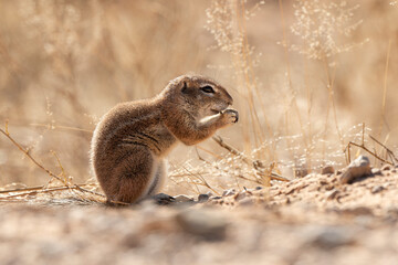 Ecureuil de terre du Cap, Xerus inauris, Désert du Kalahari, Afrique du Sud