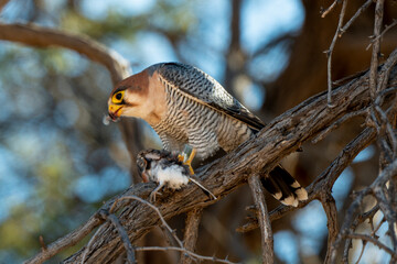 Faucon chicquera,.Falco chicquera, Red necked Falcon