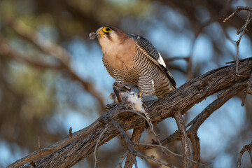 Faucon chicquera,.Falco chicquera, Red necked Falcon