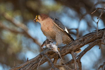 Faucon chicquera,.Falco chicquera, Red necked Falcon