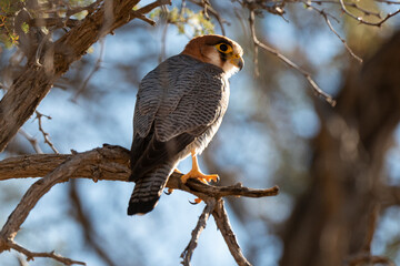 Faucon chicquera,.Falco chicquera, Red necked Falcon