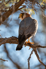 Faucon chicquera,.Falco chicquera, Red necked Falcon