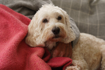 Cockapoo female pet dog looking at camera