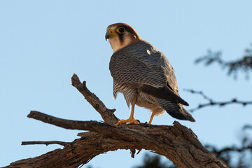 Faucon chicquera,.Falco chicquera, Red necked Falcon