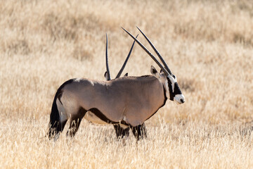 oryx gazelle, gemsbok, Oryx gazella, Parc national Kalahari, Afrique du Sud