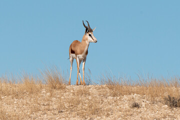 Springbok, Antidorcas marsupialis, Afrique du Sud