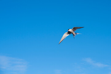 Fototapeta na wymiar Arctic tern in flight against blue sky