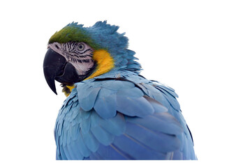 blue and yellow macaw ara ararauna