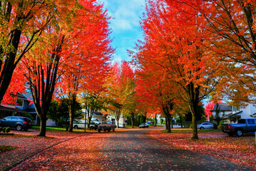Autumn Streetscape