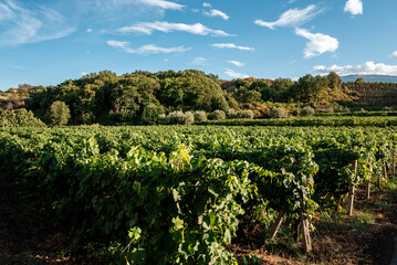 Fototapeta na wymiar Scenic view of grapevines growing in vineyard. Picturesque scenery of rural landscape with blue sky in background. Beautiful organic farm and forest at winery during sunny day.