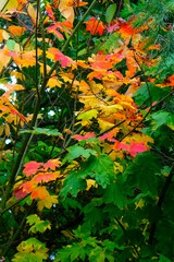 autumn leaves in the park