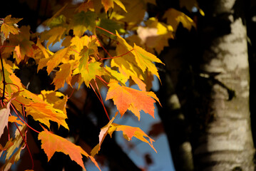 Yellow Fall Leaves 06