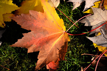 Yellow Fall Leaves 05