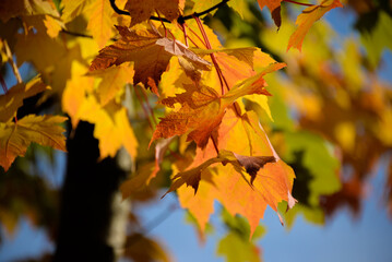Naklejka na ściany i meble Yellow Fall Leaves 04