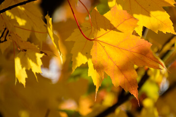 Yellow Fall Leaves 02