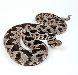 Ottoman viper // Kleinasiatische Bergotter (Montivipera xanthina)