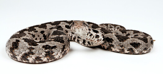 Ottoman viper // Kleinasiatische Bergotter (Montivipera xanthina)