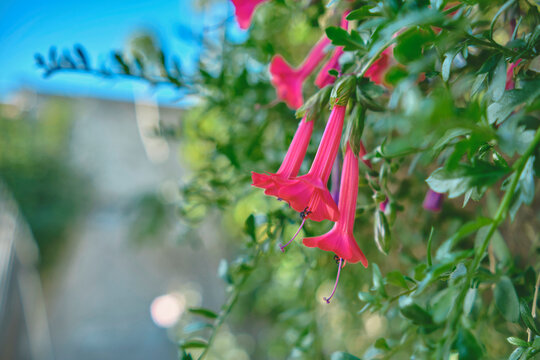 National Flower of Peru y Bolivia, Cantua buxifolia The sacred flower of the Andes of Peru.