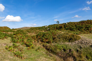 Fototapeta na wymiar A view in Dartmoor National Park on a sunny autumn day