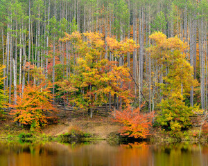 A beautiful and colorful forest in autumn reflected in a small lake in Indiana. 