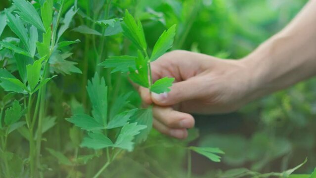 Harvesting celery in the field. Organic produce harvested from the garden. Selective focus
