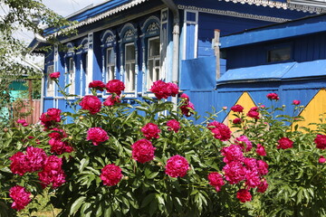 Fototapeta na wymiar Purple peonies flowers in garden, summer blossoming in Suzdal town, Vladimir region, Russia. Russian countryside nature. Red peony bloom. Peonies blossom. Wooden house with ornamental windows, frames