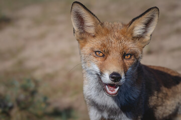 Naklejka na ściany i meble The Eyes of a Red European Fox