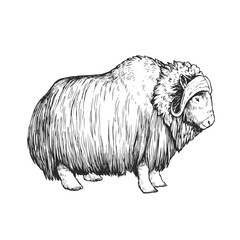 Vector hand-drawn illustration of a musk ox isolated on a white background. Sketch of a muskox in the style of engraving. A wild animal of the Arctic.
