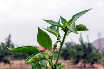 El pimiento de Padr&oacute;n es una variedad de pimiento (Capsicum annuum)