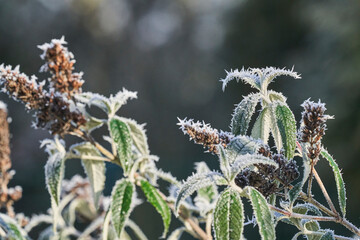 frost on branches