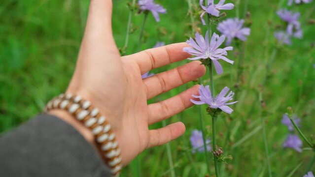Blooming chicory, common chicory Cichorium intybus. Coffee substitute. Used in confectionery, canning production. Close up.