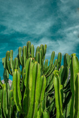 Large green cactus on a sunny summer day with blue sky in the background