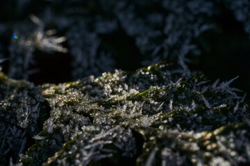 moss on the rock